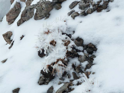 Firn in close-up. Photo: vierjahreszeiten.at